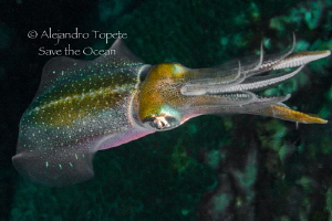 Squid black and green, Veracruz México by Alejandro Topete 